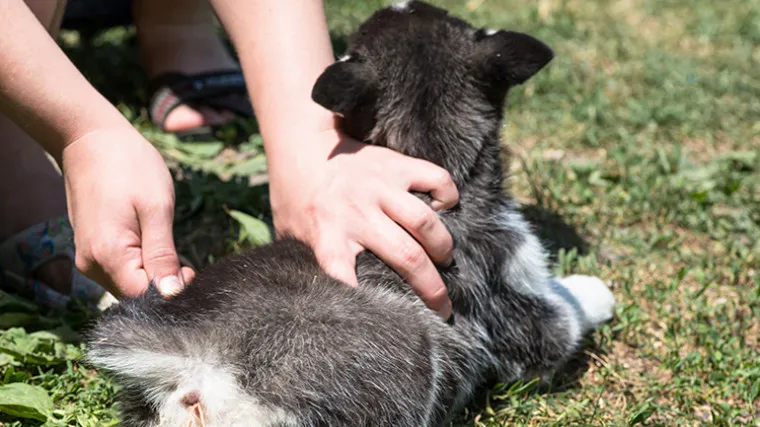 szczeniak objawy robaki wzdęty brzuch