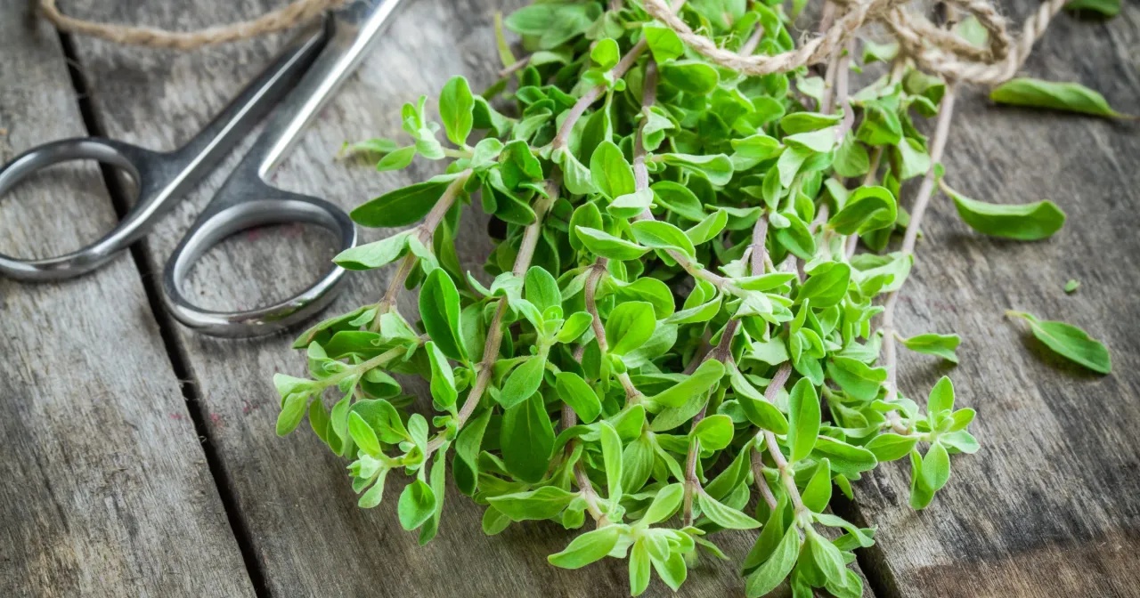 Pęczek świeżego oregano, gotowy do użycia w kuchni. Obok nożyczki i sznurek, sugerujące przygotowanie do suszenia lub gotowania.