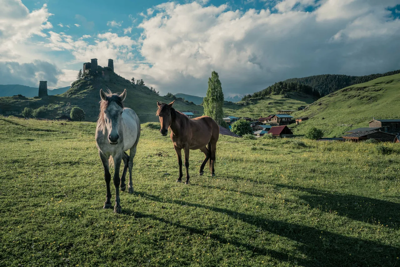 Dwa konie na zielonej łące, w tle gruzińska wieś i kamienne wieże. Czy Gruzja jest bezpieczna? Tak, to spokojne miejsce.