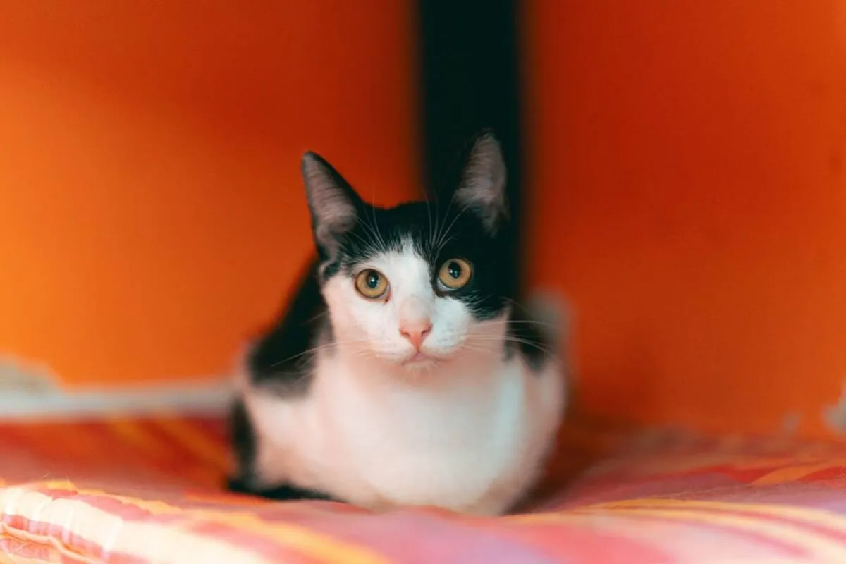 kotka pozycja lordozy