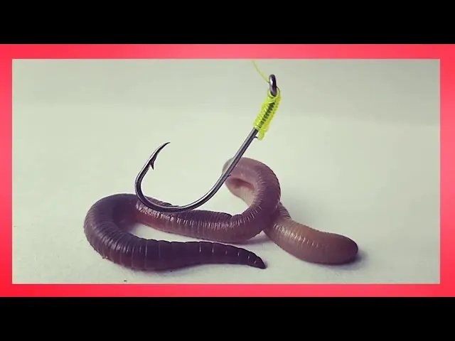 r&oacute;żne gatunki dżdżownic wędkarskich i haczyki robacze