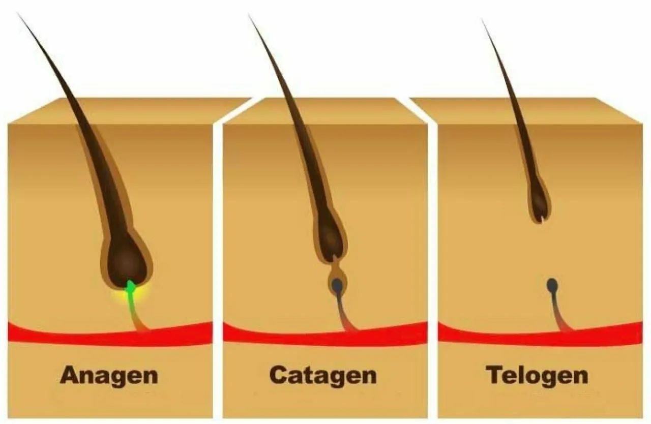 cykl wzrostu włosa anagen katagen telogen