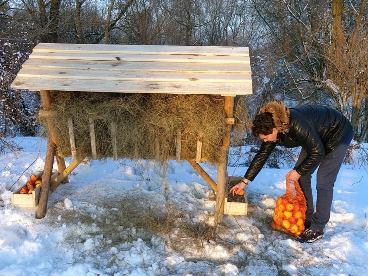 Sarny jedzą korę zimą