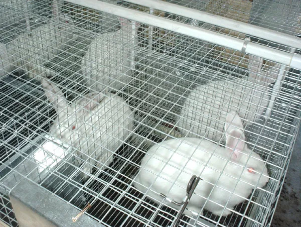 hodowla kr&oacute;lik&oacute;w oświetlenie klatki