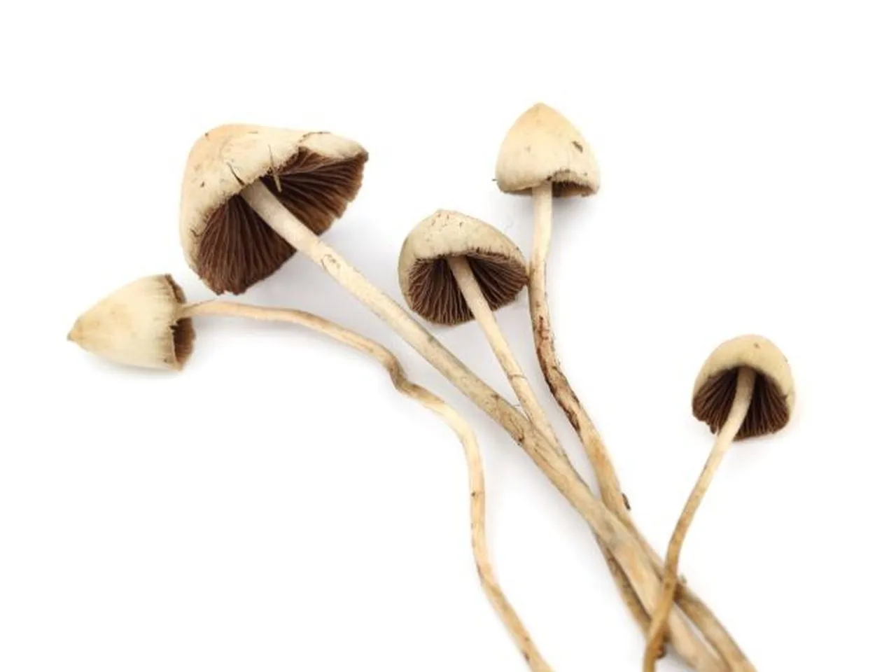 Grzyby psylocybinowe definicja