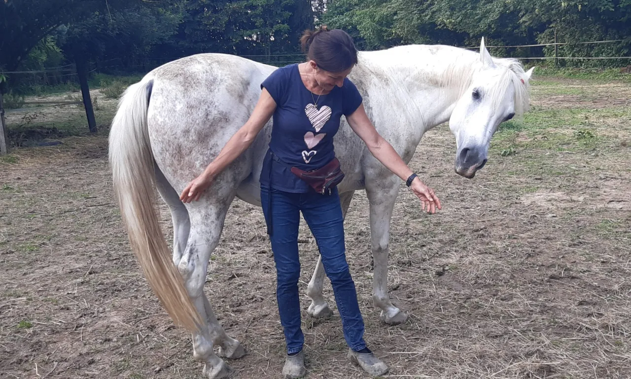 Trening konia z klikerem