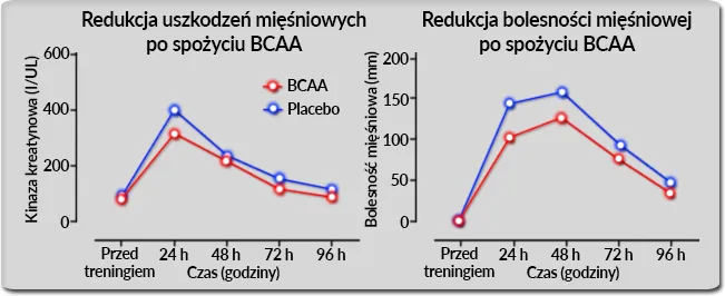 BCAA przed po treningu porównanie