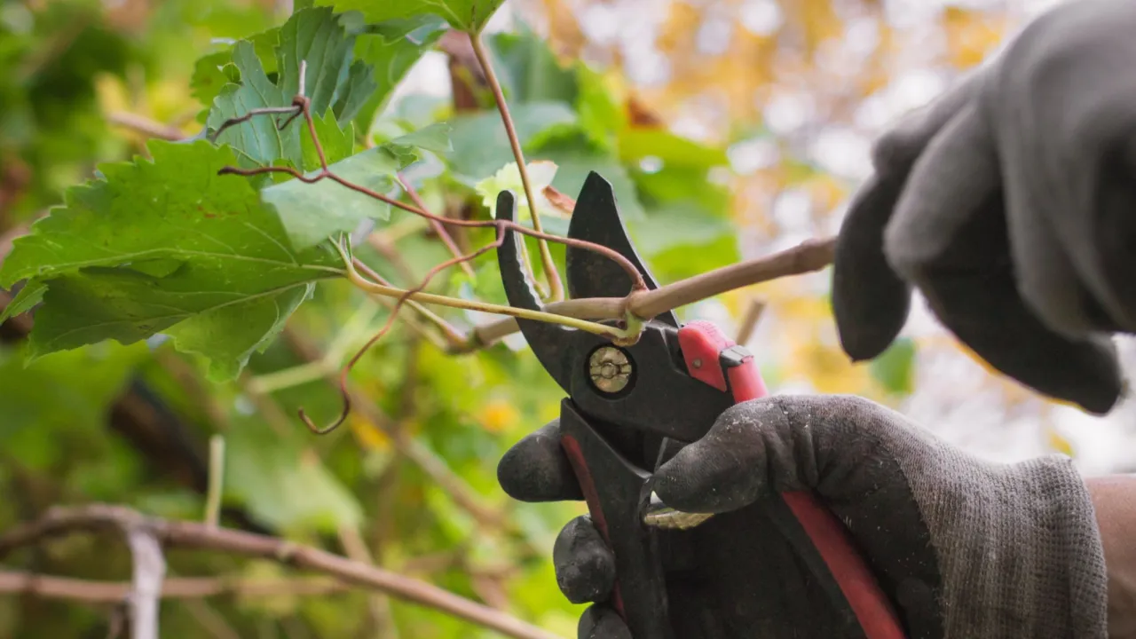 Rękawiczki i sekator pomagają w nauce, jak przycinać winorośl, usuwając zbędne pędy.