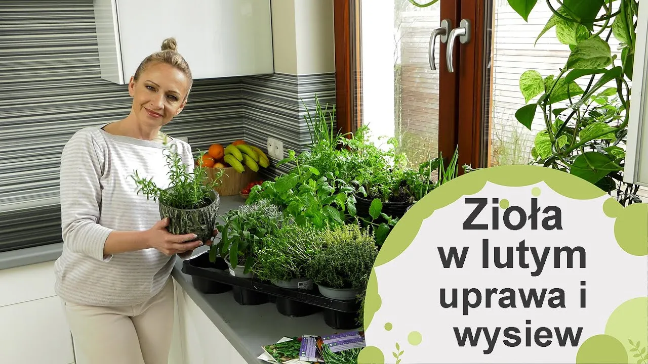 Zdjęcie Jak uprawiać zioła w domu - proste triki na udaną hodowlę