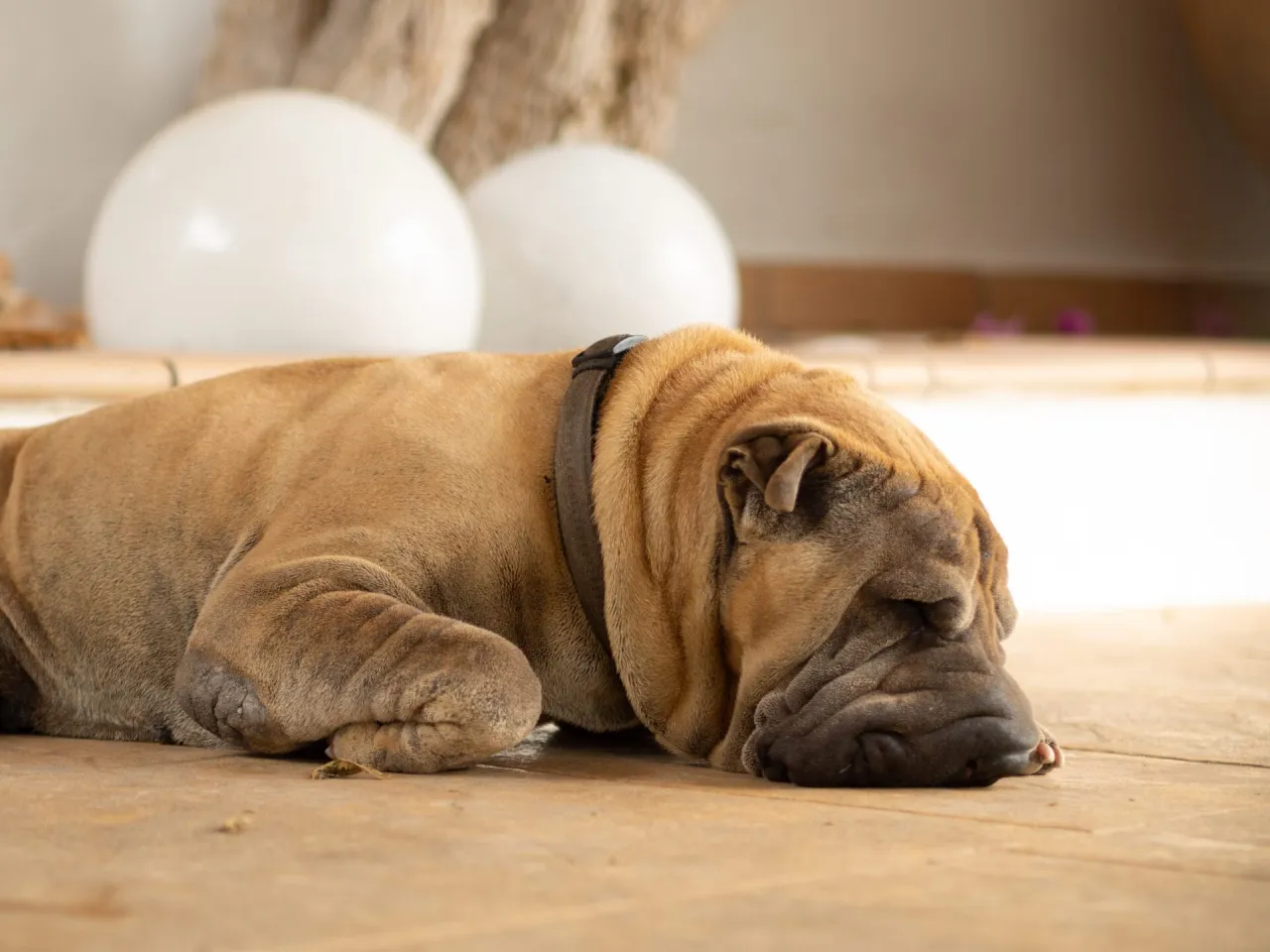 pies o niskim poziomie energii do bloku