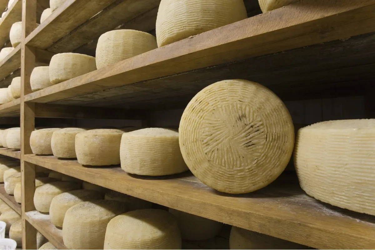 różne rodzaje serów owczych w Polsce