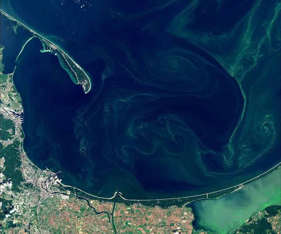 Zakwit sinic w Bałtyku jak wygląda