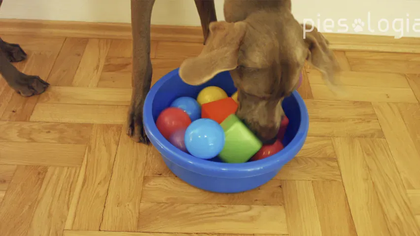 pies zabawy węchowe w domu