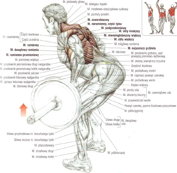Anatomia mięśni zaangażowanych w wiosłowanie, schemat ciała