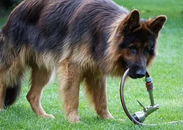 Narzędzia do pielęgnacji sierści owczarka niemieckiego długowłosego