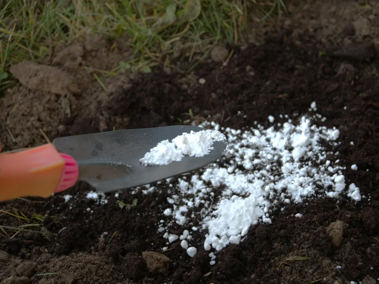 Łopatka rozsypuje biały proszek na ziemi, pokazując, jak uzupełnić wapń w glebie.