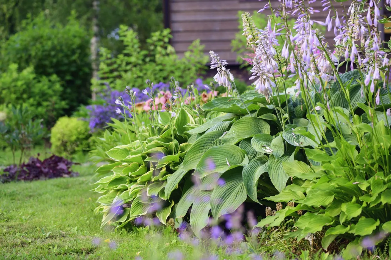 Rabata pod iglakami problemy