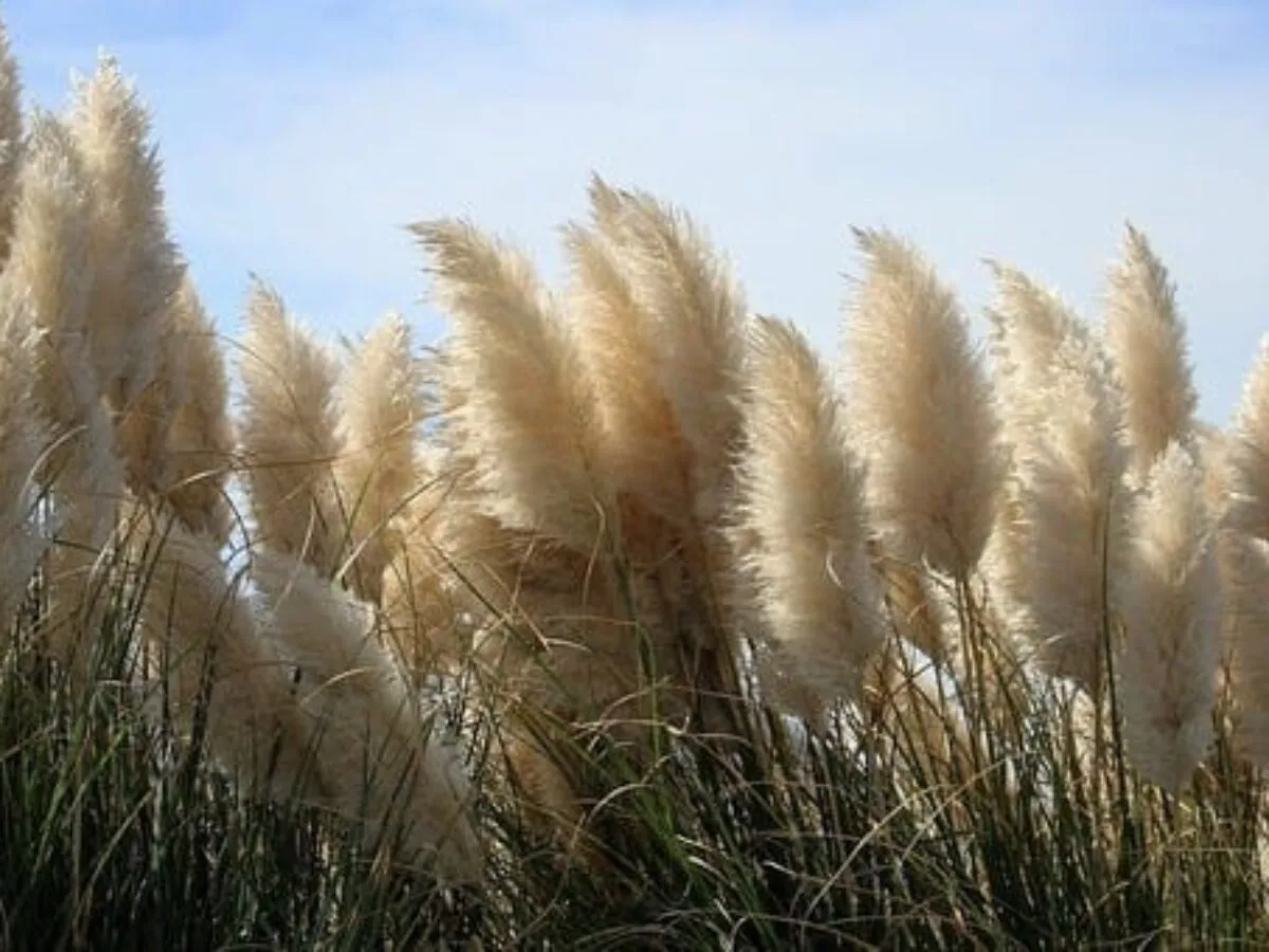 lakierowanie traw pampasowych w plenerze
