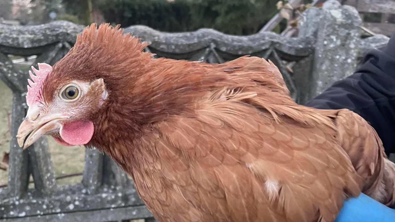 Brązowa kura o dużej nieśności, z r&oacute;żowym grzebieniem i dzwonkami, siedzi na rękach.