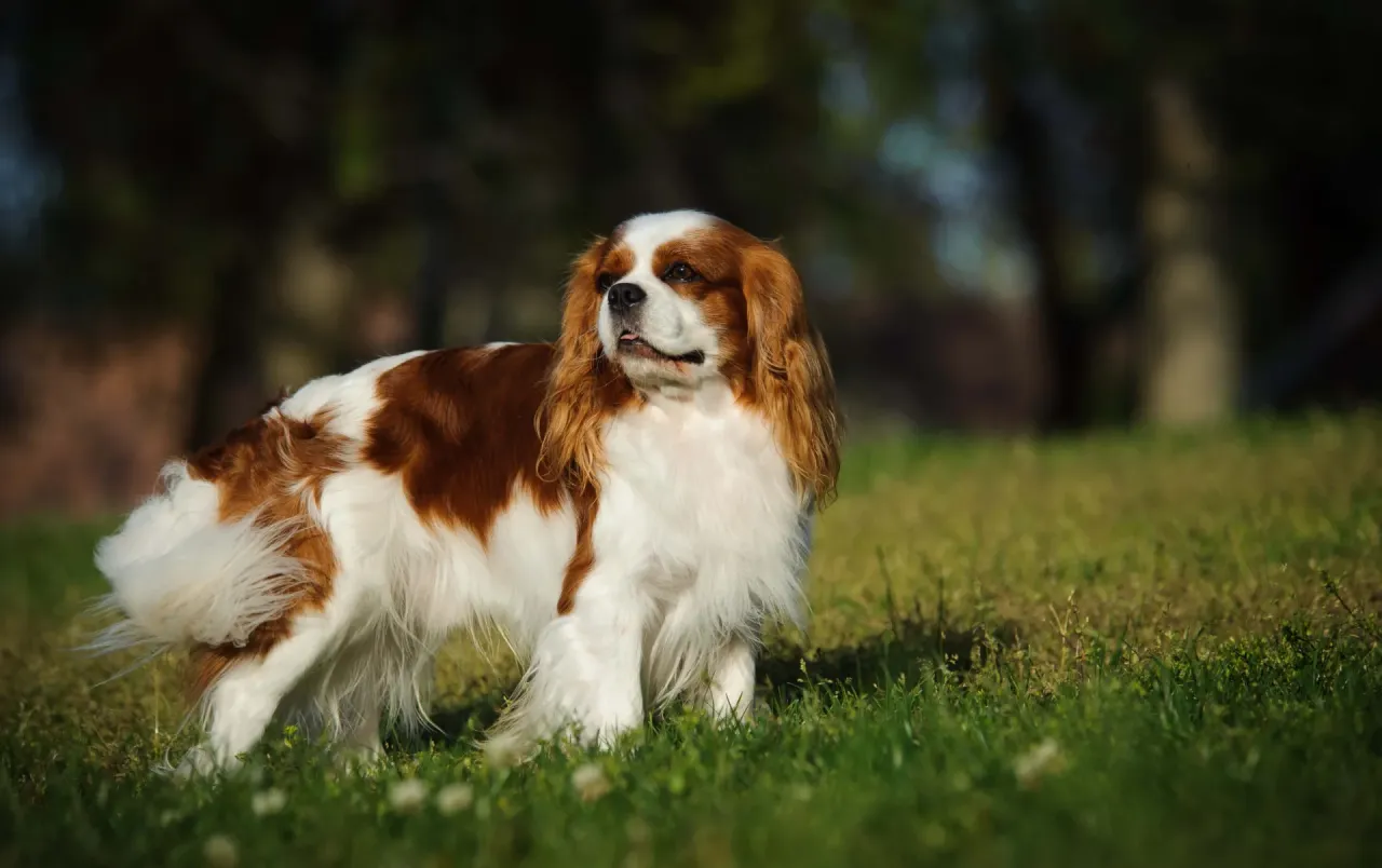 Cavalier King Charles Spaniel drapanie powietrza