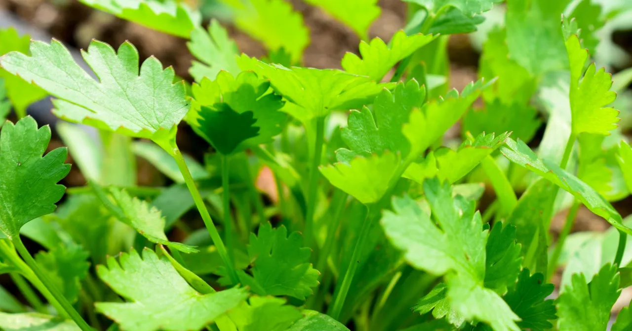 Młode, zielone liście kolendry, kt&oacute;re rosną w gruncie. Czy kolendra jest zdrowa? Tak, jest pełna witamin!