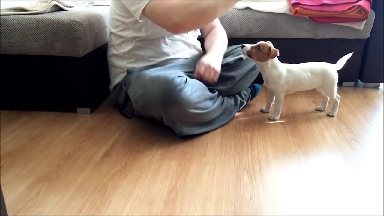 Szczeniak Jack Russell Terrier bawi się