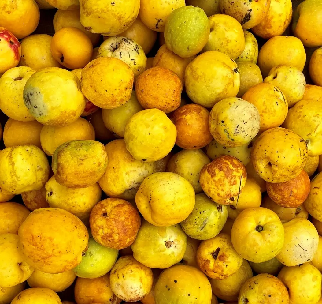 dojrzałe owoce pigwy