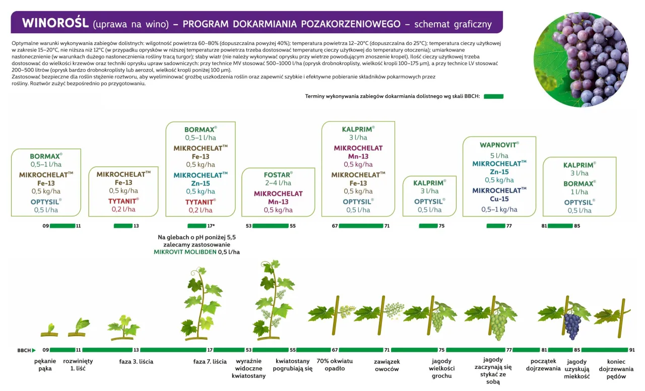 Program dokarmiania winorośli: schemat z produktami jak Bormax, Kalprim, Wapnovit, kt&oacute;re tworzą domowy naw&oacute;z do winogron, wspierając wzrost i dojrzewanie.