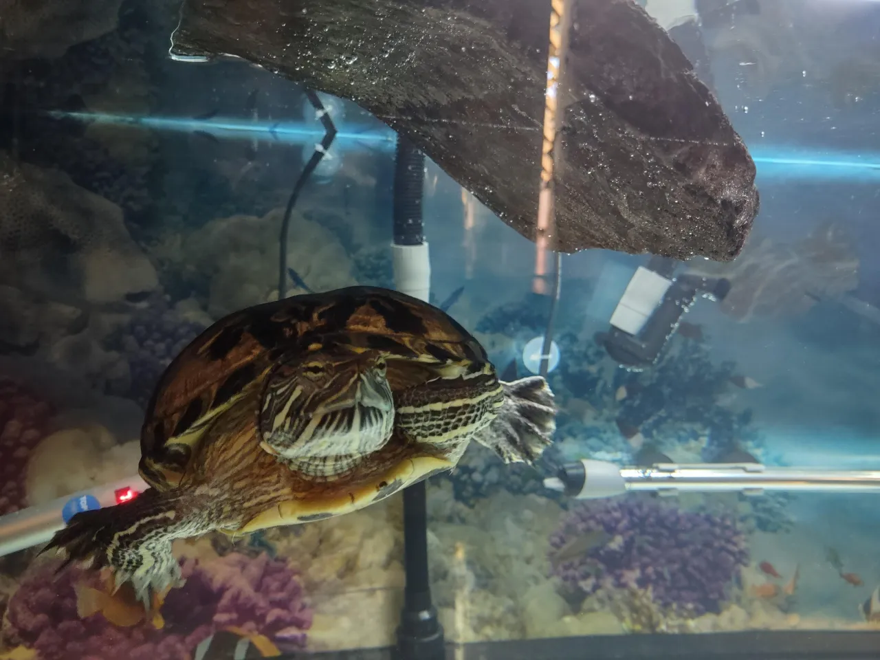 żółw czerwonolicy akwaterrarium idealne warunki