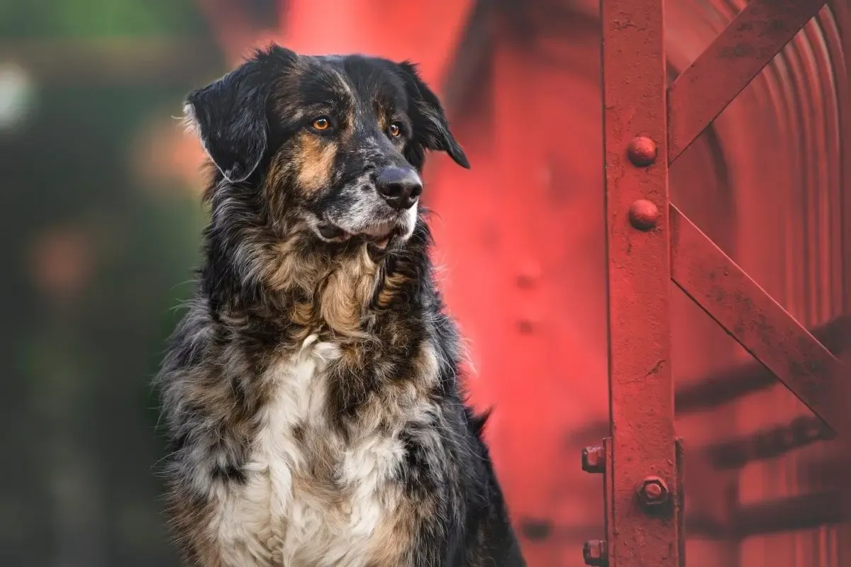 różne typy psów bez rodowodu, kundel, mieszaniec, pies w typie rasy