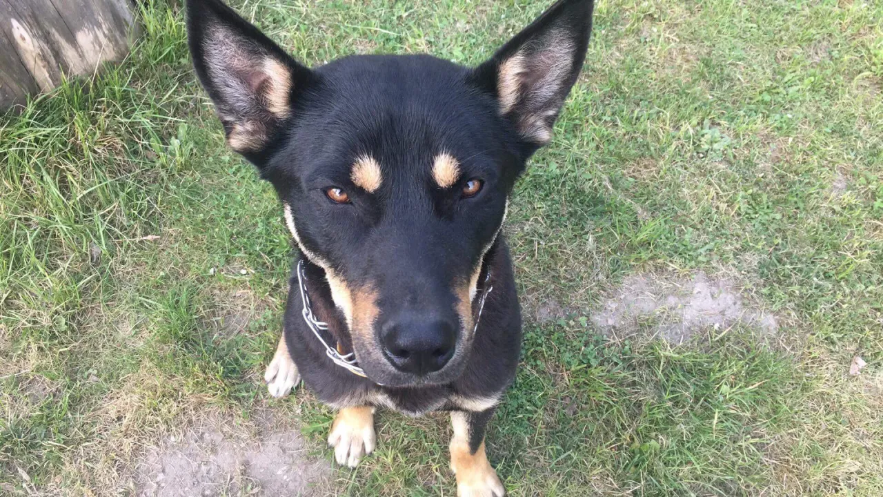 Czarny pies z brązowymi znaczeniami siedzi na trawie. Zastanawiasz się, czy pies może jeść imbir?