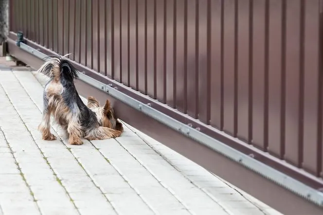 Zdjęcie Jak zabezpieczyć płot przed psem, aby uniknąć ucieczek i kłopotów
