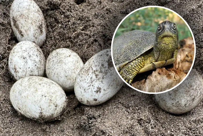 siedlisko ż&oacute;łwia błotnego w Polsce