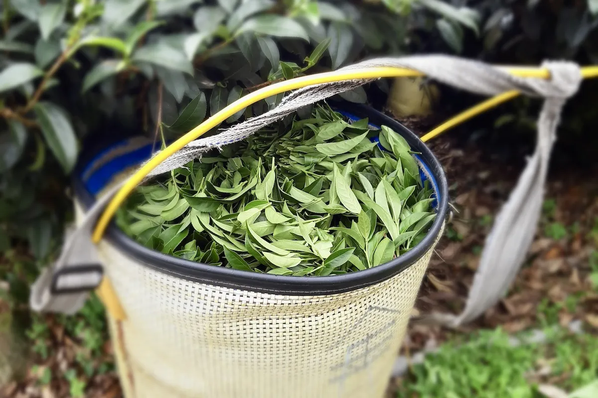 Proces produkcji herbaty schemat