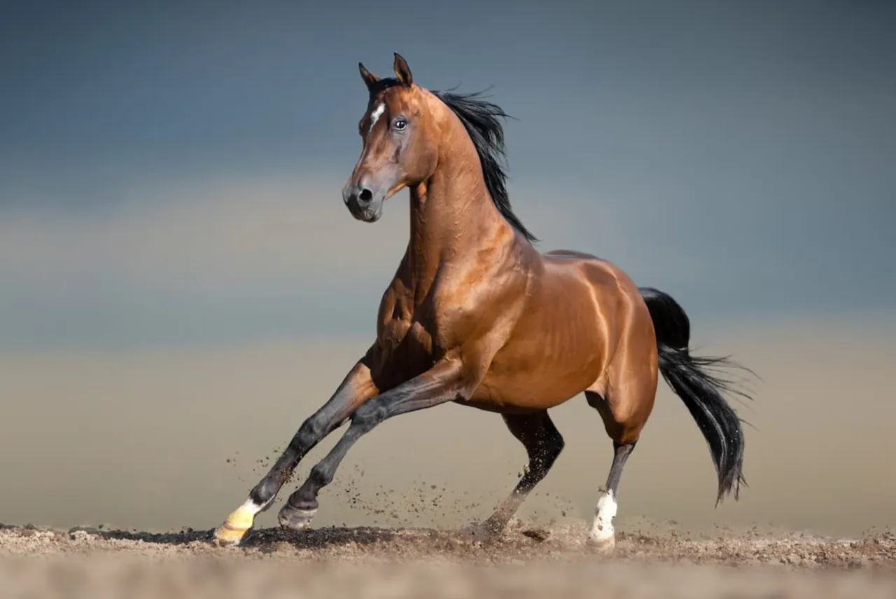 Ile kosztuje koń w Polsce