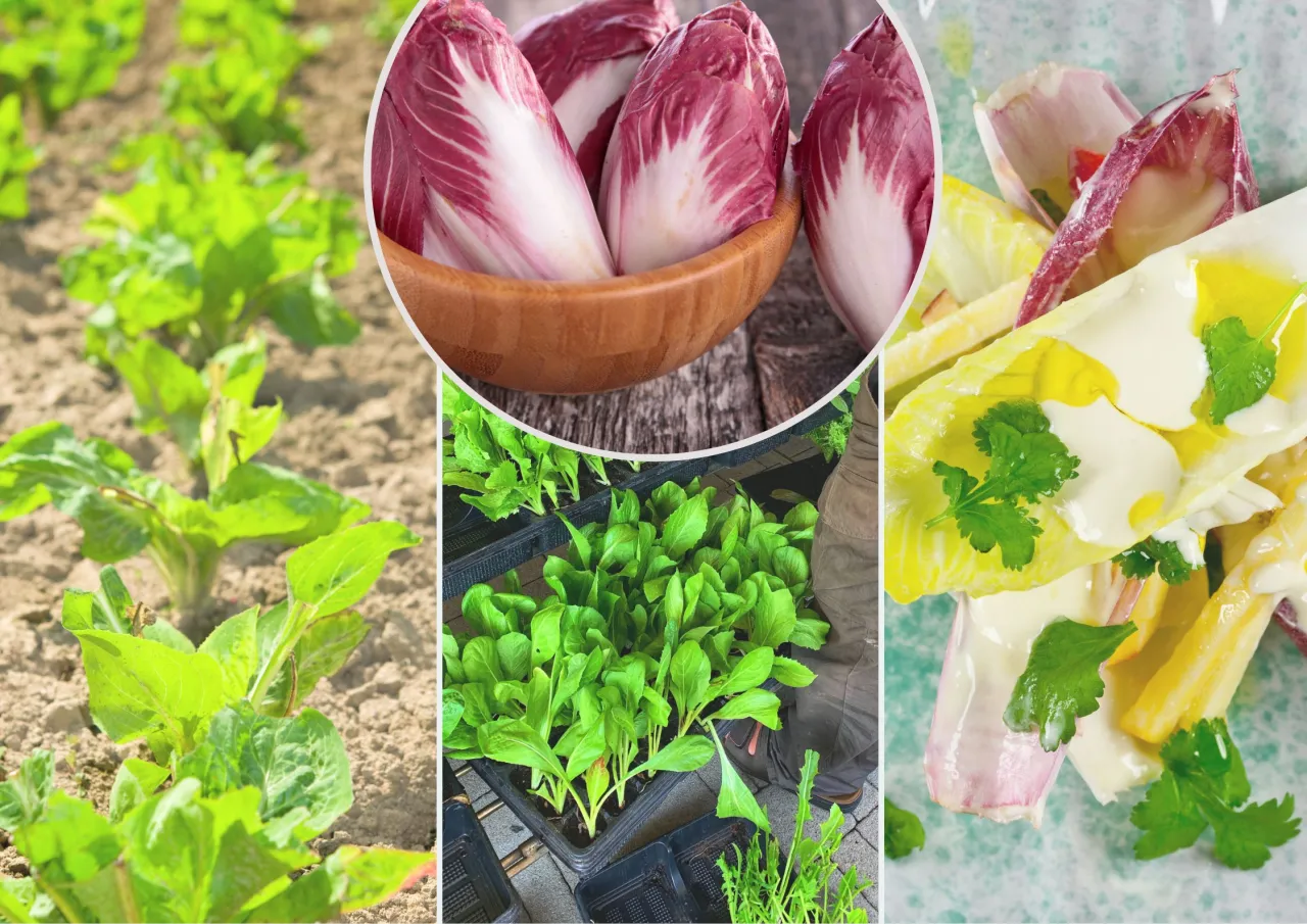 cykoria sałatowa w ogrodzie