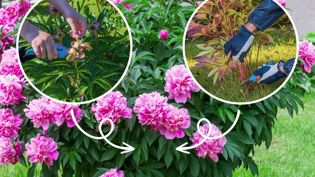 usuwanie przekwitłych kwiat&oacute;w piwonii