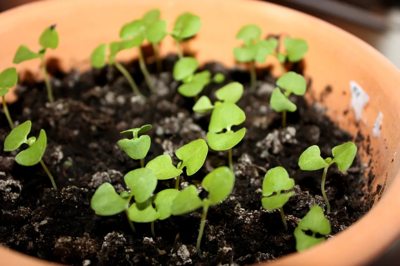 Młode sadzonki bazylii w doniczce. Idealny czas, kiedy wysiać bazylię, to wiosna, gdy minie ryzyko przymrozk&oacute;w.