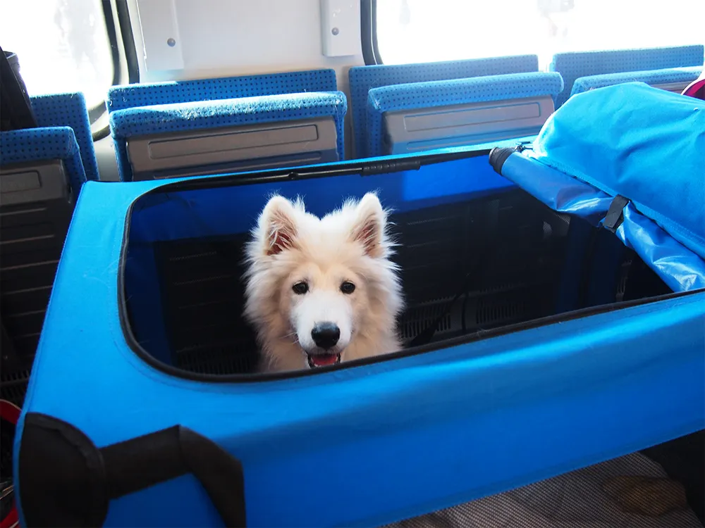 pies w pociągu pkp intercity