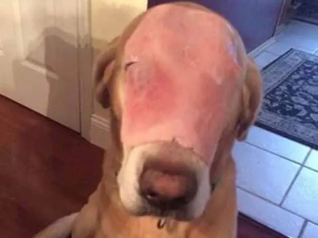 Pies patrzący na szynkę