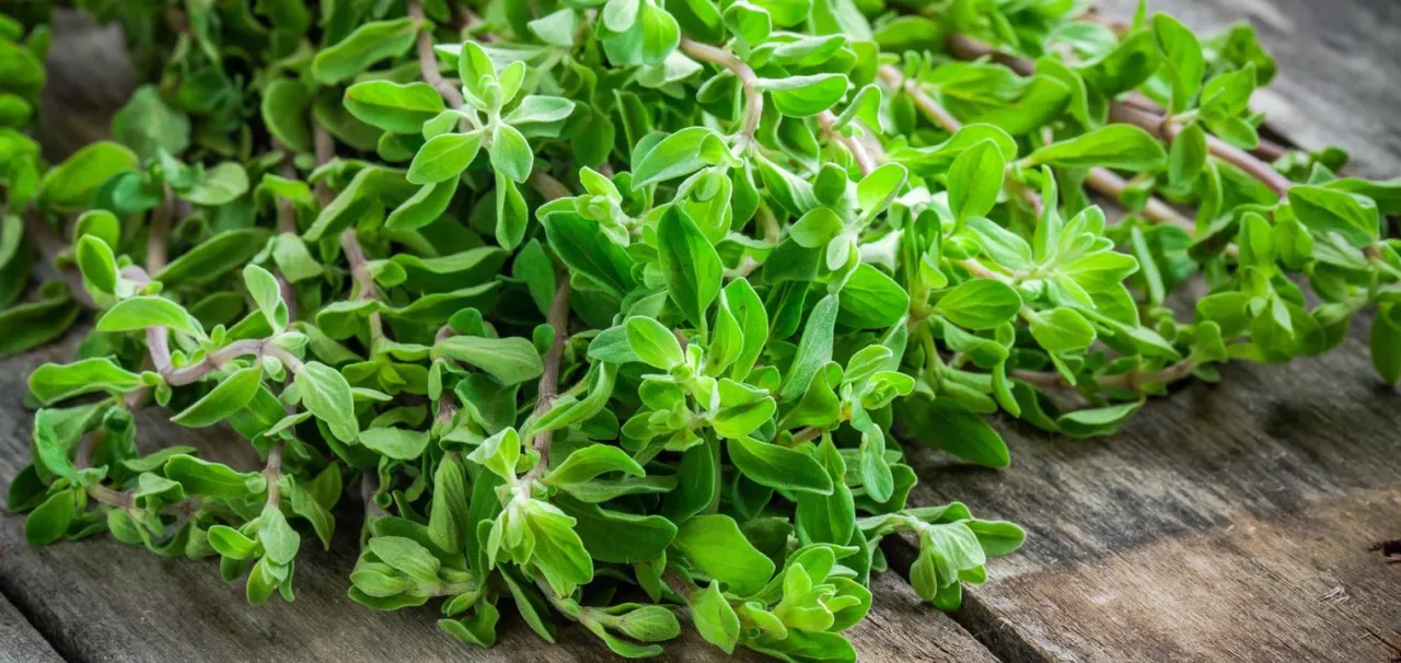 r&oacute;żne zioła do pizzy tymianek rozmaryn majeranek