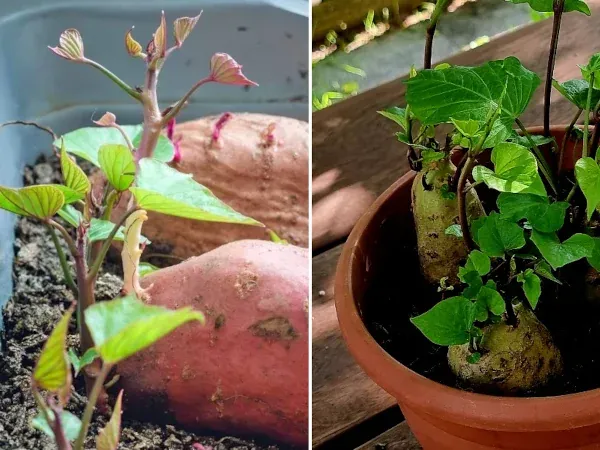 Sadzonki batatów w domu