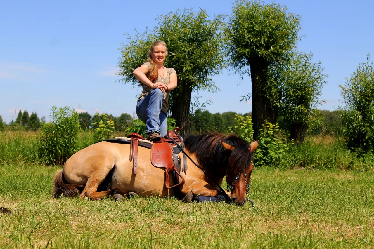Koń podążający za człowiekiem