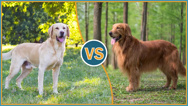 Golden Retriever vs Labrador Retriever coat comparison