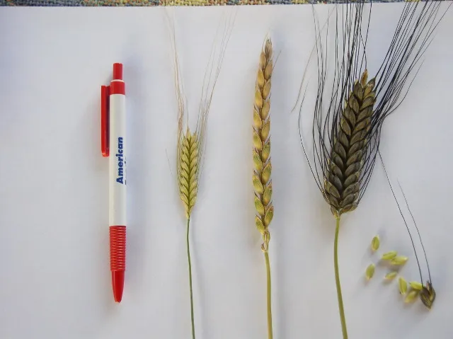 por&oacute;wnanie mąki płaskurka orkisz pszenica