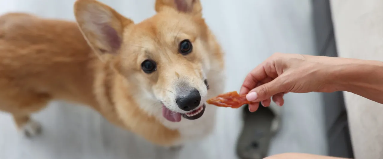 Corgi zjada przysmak. Czy pies może jeść chipsy? Lepiej nie ryzykować i podawać mu zdrowe smakołyki.