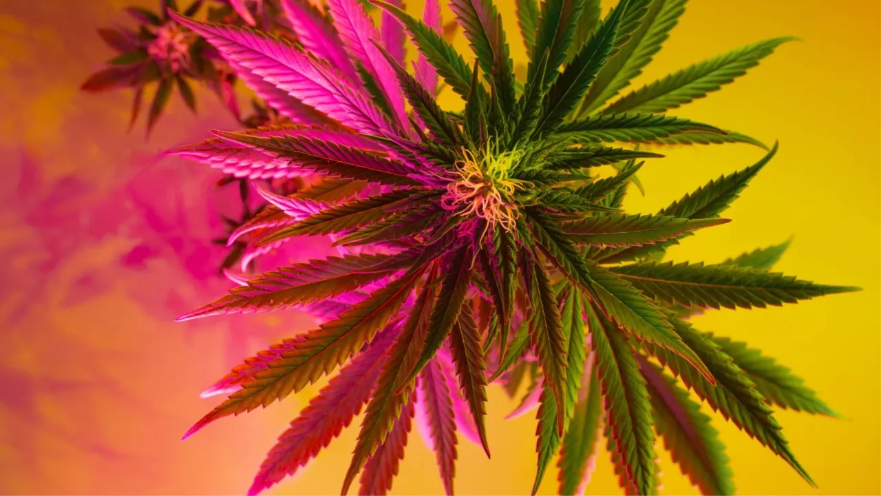 Jak oszczędzać na medycznej marihuanie