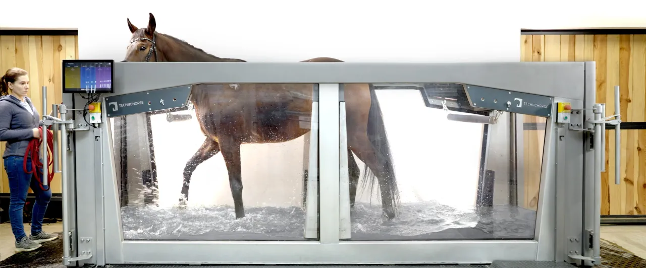 koń na hydroterapii