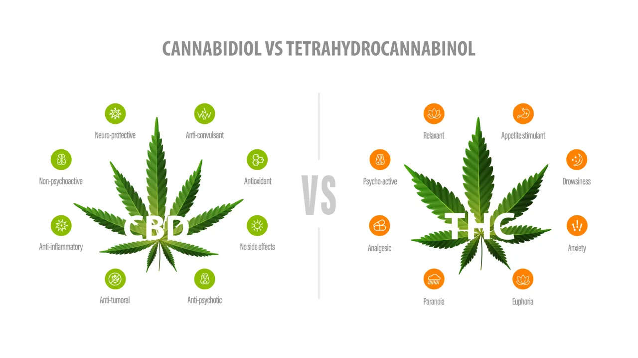 THC vs CBD porównanie