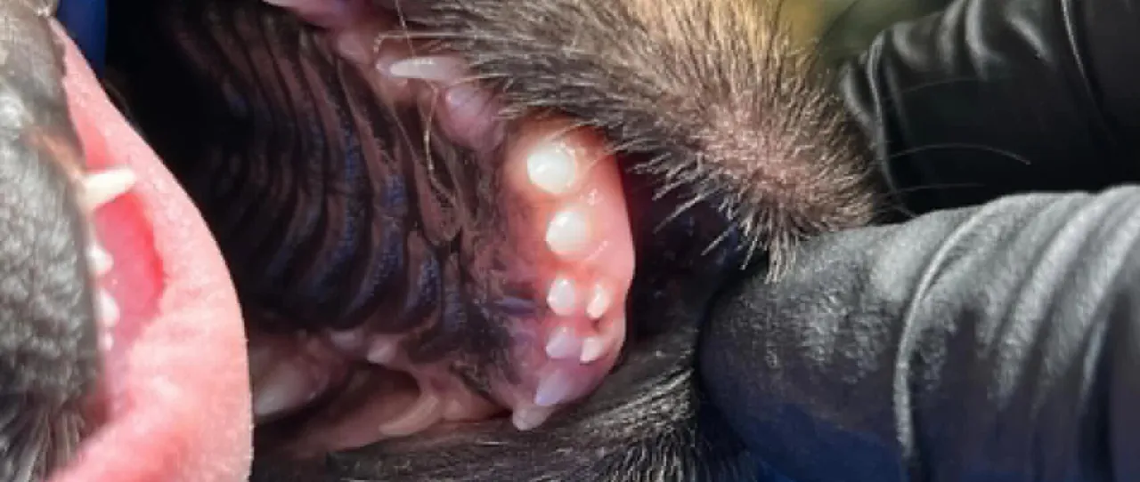 szczeniak ząbkowanie ból